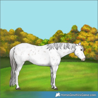 Horse Color:Brown Sabino
