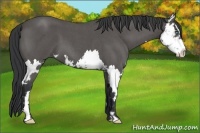 Horse Color:Blue Roan Sabino Splash Frame 