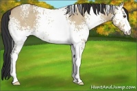 Horse Color:White Spotted Bay Roan Dun