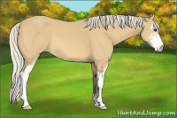 Horse Color:Silver Buckskin Sabino 