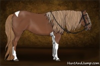 Horse Color:Chestnut Tobiano