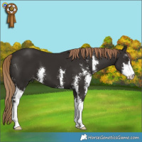 Horse Color:Liver Chestnut Sabino 