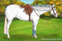 Horse Color:Buckskin Roan Appaloosa