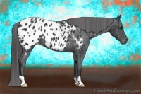 Horse Color:Black Appaloosa 