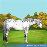 Horse Color:White Spotted Blue Roan Frame 