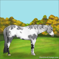 Horse Color:White Spotted Blue Roan Frame 