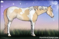 Horse Color:Gold Champagne Dun Sabino Tobiano