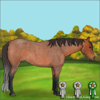 Horse Color:Bay Roan 
