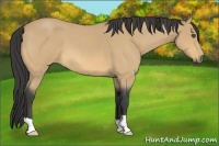 Horse Color:Buckskin Roan 