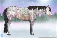 Horse Color:Brown Ice Sabino Splash 