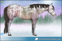 Horse Color:Brown Ice Sabino Splash 