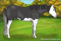 Horse Color:Smoky Black Splash