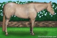 Horse Color:Black Pearl