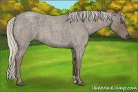 Horse Color:Silver Smoky Blue Roan