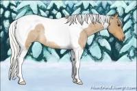 Horse Color:Silver Buckskin Roan Tobiano Rabicano