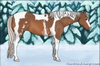 Horse Color:White Spotted Silver Bay Tobiano