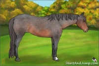 Horse Color:Brown Appaloosa 