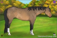 Horse Color:Brown Dun 