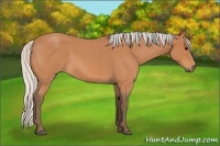 Horse Color:Silver Bay Roan 