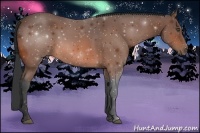 Horse Color:Bay Rabicano 