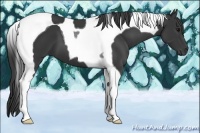 Horse Color:Black Tobiano