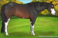 Horse Color:Brown Sabino