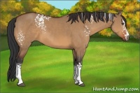 Horse Color:White Spotted Bay Dun Sabino 