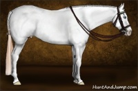 Horse Color:Smoky Black Splash Appaloosa 