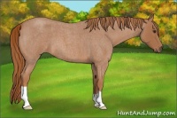 Horse Color:Red Roan 