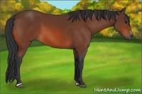 Horse Color:Bay Sabino 