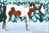Horse Color:Bay Splash Tobiano