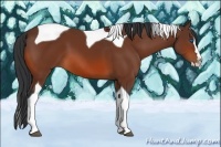 Horse Color:Bay Sabino Splash Tobiano