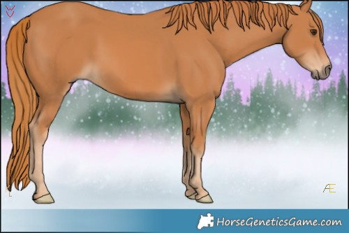 Horse Color:Chestnut 