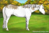 Horse Color:White Spotted Chocolate Palomino Dun Splash
