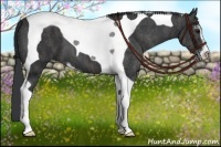 Horse Color:Black Sabino Tobiano Brindle
