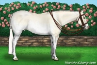 Horse Color:White Spotted Silver Amber Cream Champagne Pearl Dun 