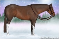 Horse Color:Liver Chestnut Tobiano