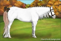 Horse Color:Classic Champagne Splash Tobiano Appaloosa 