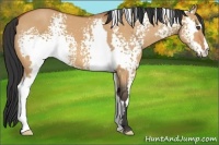 Horse Color:White Spotted Bay Dun Frame 