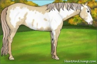 Horse Color:White Spotted Palomino Dun Splash Frame