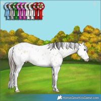 Horse Color:White Spotted Buckskin Sabino
