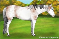 Horse Color:White Spotted Bay Roan Splash 