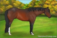 Horse Color:Bay Frame