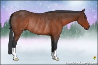 Horse Color:Brown Rabicano