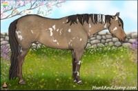 Horse Color:White Spotted Liver Red Dun Sabino 