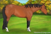 Horse Color:Bay 