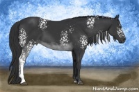 Horse Color:White Spotted Black Sabino