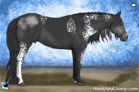 Horse Color:White Spotted Black Sabino