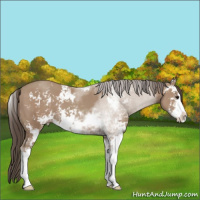 Horse Color:Classic Champagne Sabino
