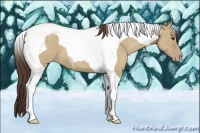 Horse Color:Classic Champagne Dun Tobiano 